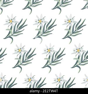 Edelweiss. Seamless botanical pattern with edelweiss flowers. Stock vector illustration. Stock Vector