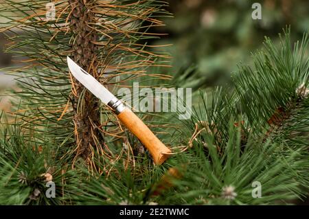 Folding pocket knife with beech wood handle. Front view. Stock Photo