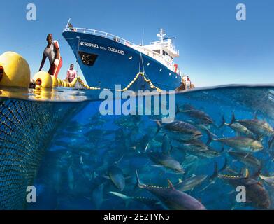 Atlantic bluefin tuna fished in seine fishing net. Mediterranean Sea. Stock Photo