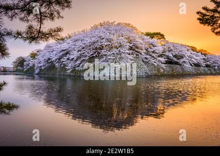 Hikone, Japan at the castle moat during spring season at dusk. Stock Photo