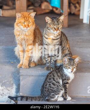 Close up of Cat Family in the country house sitting on stairs and curiously looking around. Stock Photo