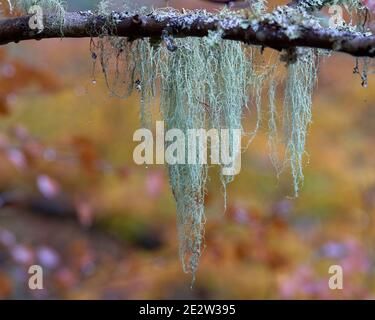 Shaggy Beard Lichen, Usnea hirta hanging from branch, Badenoch and Strathspey, Highland, Scotland. Stock Photo