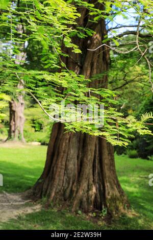 Vivid green leaves of Metasequoia glyptostroboides, the Dawn Redwood tree, Bodnant Gardens, Spring, (May), Tal-y-Cafn, Conwy, Wales, UK Stock Photo