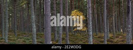Lone Silver Birch tree in forestry plantation, Badenoch and Strathspey, Highland, Scotland. Stock Photo