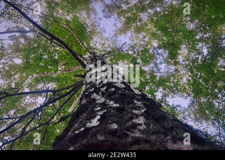 View from the bottom of the tree crowns against blue sky. Bottom view of tree in sunny day Stock Photo