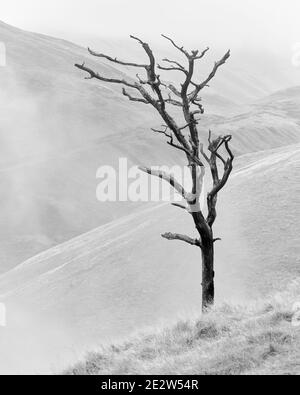 Dead Scots Pine tree above Silver Glen, Ochil Hills, Clackmannanshire, Scotland.  Black and White. Stock Photo