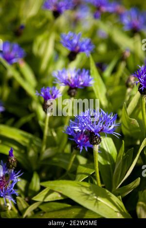 Blue flowers cornflowers in the garden. Cornflower in the flowerbed. Summer wildflower. Field of flowering beautiful wildflowers cornflowers. Stock Photo