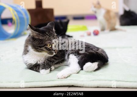 a young kitten lies on a mat on the floor among other cats and toys in a veterinary shelter Stock Photo