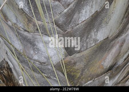Tropical palm plant texture with brown foliage with selective focus Stock Photo