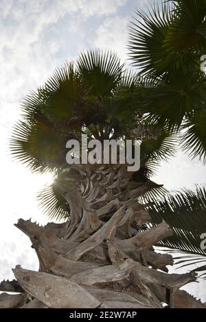 Tropical palm plant with photo view from below in garden of a square with sky and clouds in the background Stock Photo