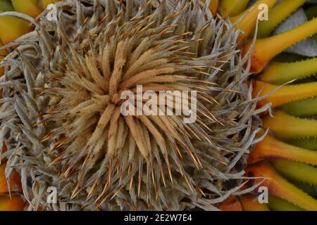 Tropical plant with the name of Borassus Aethipum in garden zoomed in with color and texture details Stock Photo