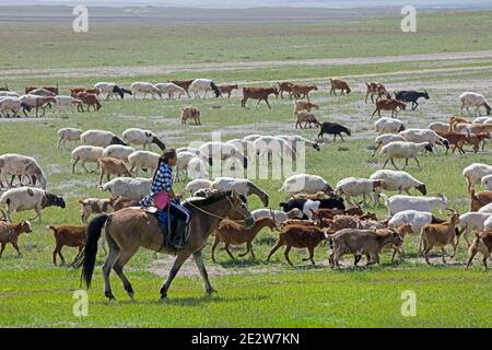Mongolian girl / Mongol herder / goatherd / goatherder on horseback herding goats in the Gobi desert, Southern Mongolia Stock Photo