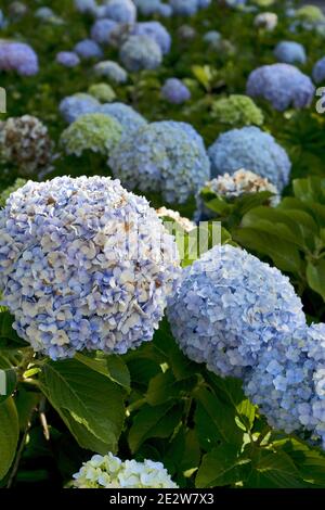 blue hydrangea (Hydrangea macrophylla) or Hortensia Stock Photo
