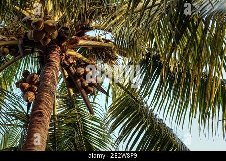 Coconut tree with a large harvest of coconuts. Coconut cluster on Tree. Uses ranging from food to cosmetics Stock Photo