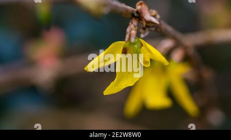 A macro shot of a yellow foesythia bush bloom. Stock Photo