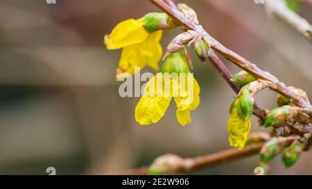 A macro shot of the yellow blooms of a forsythia bush. Stock Photo
