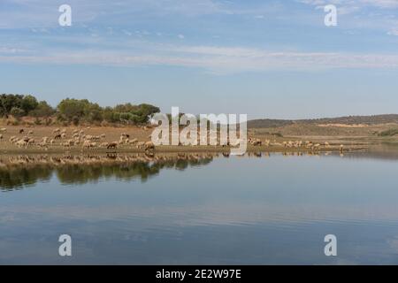 Sheeps on an Alentejo dry landscape with dam lake reservoir and reflection in Terena, Portugal Stock Photo