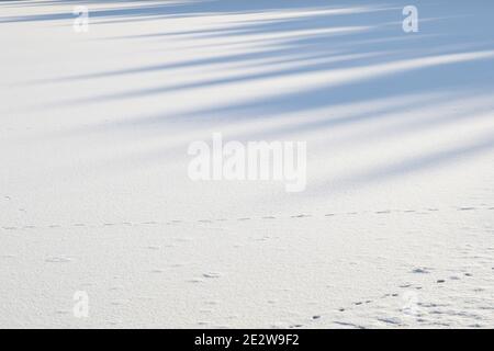 white sunny snow background with blue shadows Stock Photo