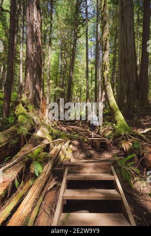 A young woman explores the ancient old growth forest Upper Avatar Grove near Port Renfrew on Vancouver Island, British Columbia. Stock Photo