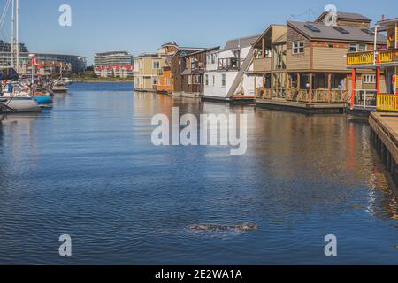 A seal pokes its head above the water's surface at Fisherman's Wharf in Victoria, B.C. Canada, a popular attraction with tourists and locals. Stock Photo