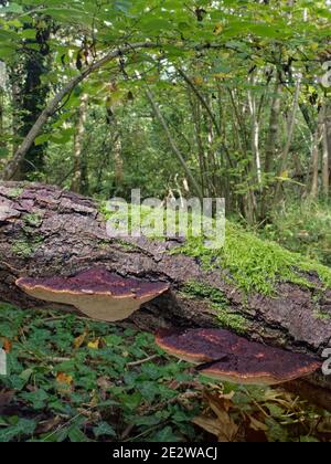 Blushing bracket fungi (Daedaleopsis confragosa) growing on a rotting Willow (Salix sp.) log in woodland, GWT Lower Woods reserve, Gloucestershire, UK Stock Photo