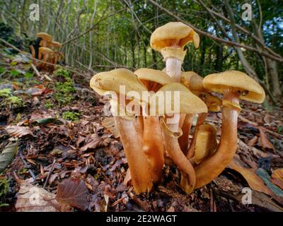 Honey fungus (Armillaria mellea) clumps in deciduous woodland, Buckholt wood NNR, Gloucestershire, UK, October. Stock Photo