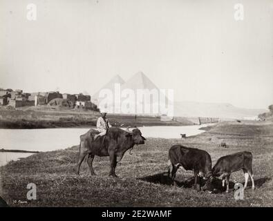 Vintage 19th century photograph: by riding on ox with the pyramids at Giza in the background, Egypt. Stock Photo