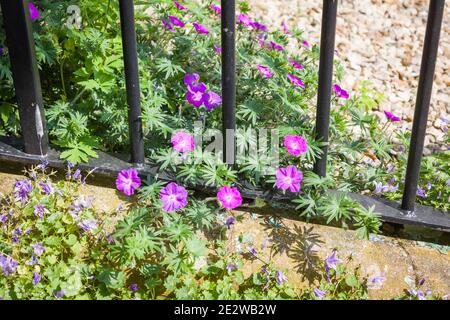 An escapee hardy geranium straying through a wrought iron fence from a tiny front garden in a North Devon town in UK Stock Photo