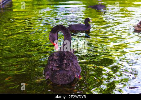 Black swans swimming in a lake at nice summer day scenery,Leeds Castle,Kent United Kingdom,August 2016 Stock Photo