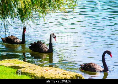 Black swans swimming in a lake at nice summer day scenery,Leeds Castle,Kent United Kingdom,August 2016 Stock Photo