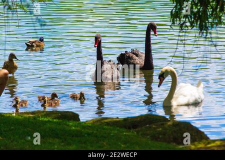 Black swans swimming in a lake at nice summer day scenery,Leeds Castle,Kent United Kingdom,August 2016 Stock Photo