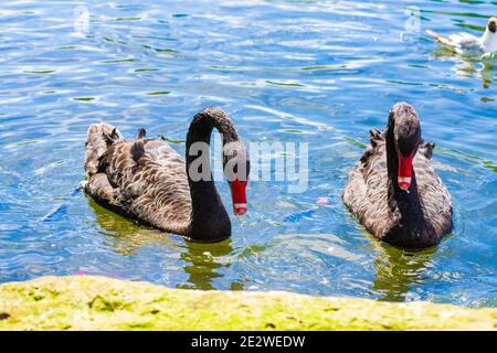 Black swans swimming in a lake at nice summer day scenery,Leeds Castle,Kent United Kingdom,August 2016 Stock Photo