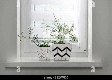 Two white square flower pots with geometric patterns with rhipsalis plants planted in them stand on windowsill with roller blind Stock Photo