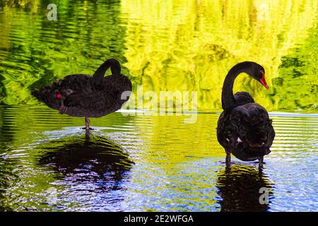Black swans swimming in a lake at nice summer day scenery,Leeds Castle,Kent United Kingdom,August 2016 Stock Photo