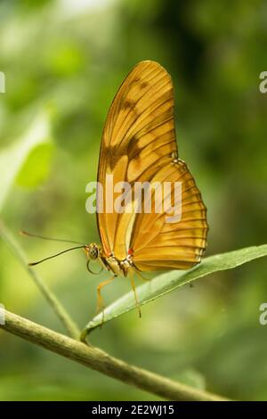 Dryas iulia butterfly with closed wings. No people Stock Photo