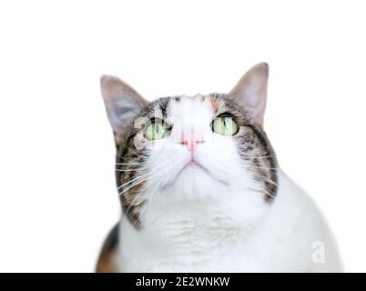 A shorthair cat with calico tabby and white markings and green eyes looking up Stock Photo