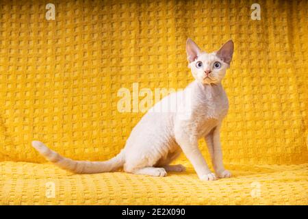 White Devon Rex Kitten Kitty. Short-haired Blue-eyed Cat Of English Breed On Yellow Plaid Background. Shorthair Pet Cat Stock Photo