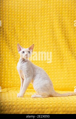 White Devon Rex Kitten Kitty. Short-haired Blue-eyed Cat Of English Breed On Yellow Plaid Background. Shorthair Pet Cat Stock Photo
