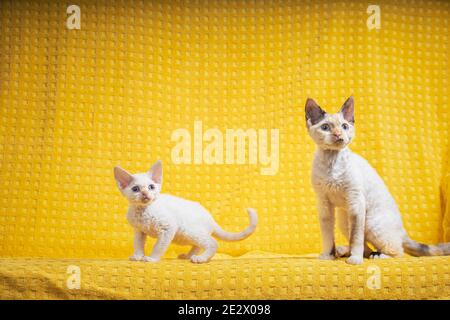 Two Funny Young White Devon Rex Kittens Kittys Cats. Short-haired Cat Of English Breed On Yellow Plaid Background. Shorthair Pet Cat Stock Photo