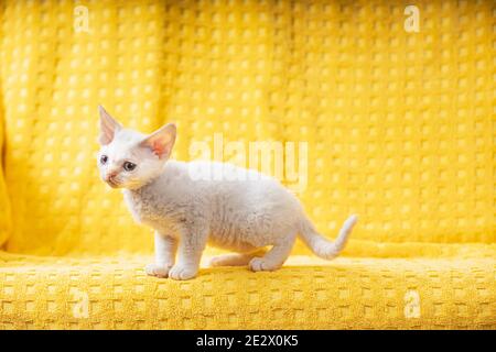 Little White Devon Rex Kitten Kitty. Short-haired Blue-eyed Cat Of English Breed On Yellow Plaid Background. Shorthair Pet Cat. Two Weeks Old Stock Photo