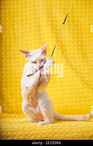 White Devon Rex Kitten Kitty Playing With Feather Toy. Short-haired Cat Of English Breed On Yellow Plaid Background. Shorthair Pet Cat Stock Photo
