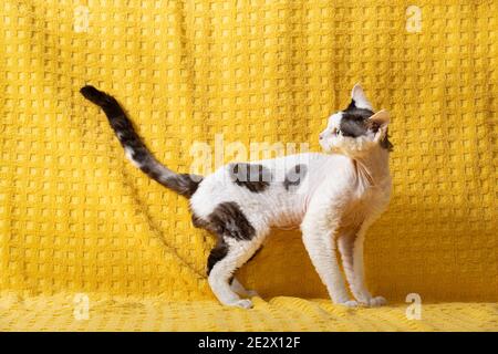 Funny White With dark Spots Devon Rex Cat Posing On Plaid. Short-haired Cat Of English Breed On Yellow Plaid Background. Shorthair Pet Stock Photo