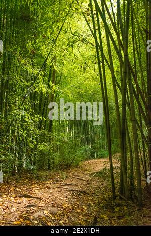 Bamboo (rivercane) forest at Oconaluftee Islands Park in Cherokee, North Carolina, near Great Smoky Mountains National Park. (USA) Stock Photo