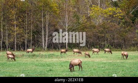Elk herd at Great Smoky Mountains National Park near Cherokee, North Carolina. (USA) Stock Photo