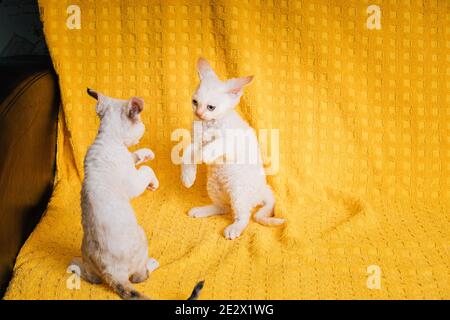 Two Funny Small Little White Devon Rex Kittens Kitty Cats Play Together On Yellow Plaid Background. Short-haired Cat Of English Breed. Shorthair Pet Stock Photo