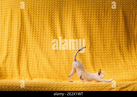 Happy Funny Small Little White Devon Rex Kitten Kitty Stretches On Yellow Plaid Background. Short-haired Cat Of English Breed. Shorthair Pet Cat Stock Photo