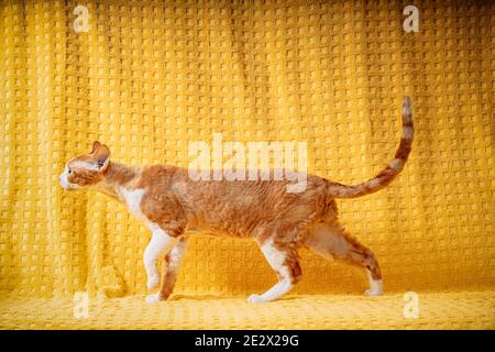 Funny Red Ginger Devon Rex Cat Posing On Plaid. Short-haired Cat Of English Breed On Yellow Plaid Background. Shorthair Pet Stock Photo