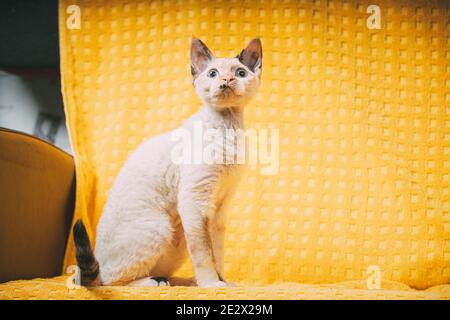 Curious Young White Devon Rex Kitten Kitty Sitting At Home Sofa Chair. Short-haired Cat Of English Breed On Yellow Plaid Background. Shorthair Pet Cat Stock Photo