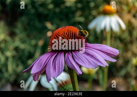 Bee (Apis) on purple coneflower blossom (Echinacea purpurea), close up and selective focus. Selective focus shot of the honeybee collecting pollen Stock Photo