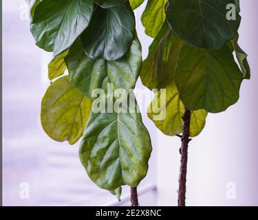 The big, beautiful green leaves of the popular fiddle leaf fig tree houseplant. Stock Photo
